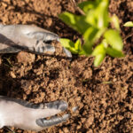 Kumlu toprakta iyi büyüyen lezzetli meyve ağaçları