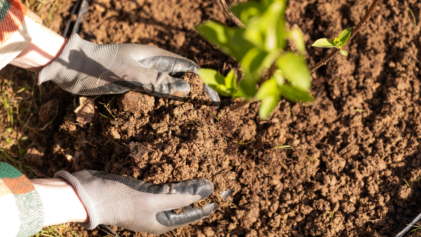 Kumlu toprakta iyi büyüyen lezzetli meyve ağaçları