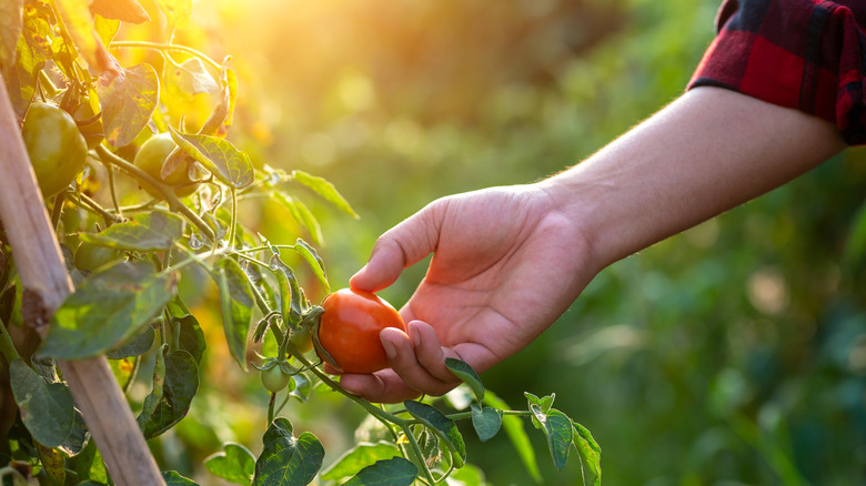 Çiftçi gün batımında taze domates tutuyor.