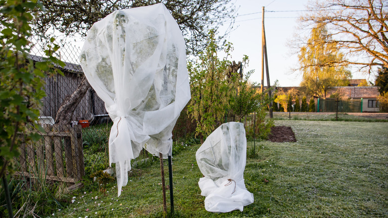 Kış için beyaz plastikle kaplı ağaçlar