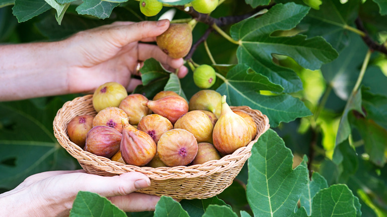 İncir ağacından incir alan kişi