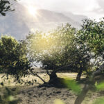 Kumlu toprakta büyüyebileceğiniz klasik Akdeniz meyve ağacı