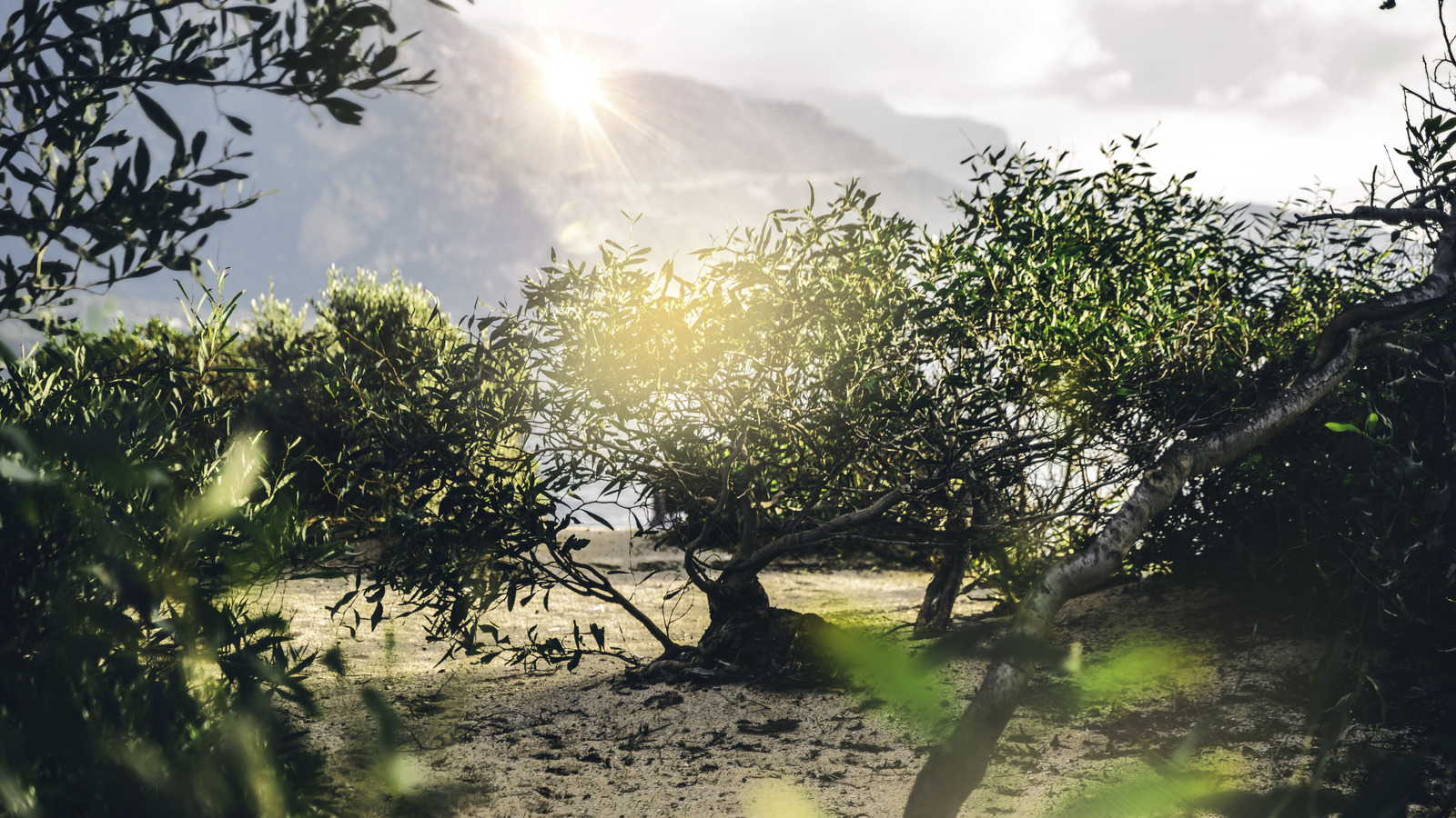 Kumlu toprakta büyüyebileceğiniz klasik Akdeniz meyve ağacı
