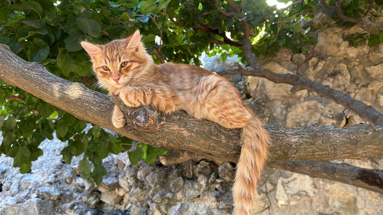 Bir ağaçta oturan kedi