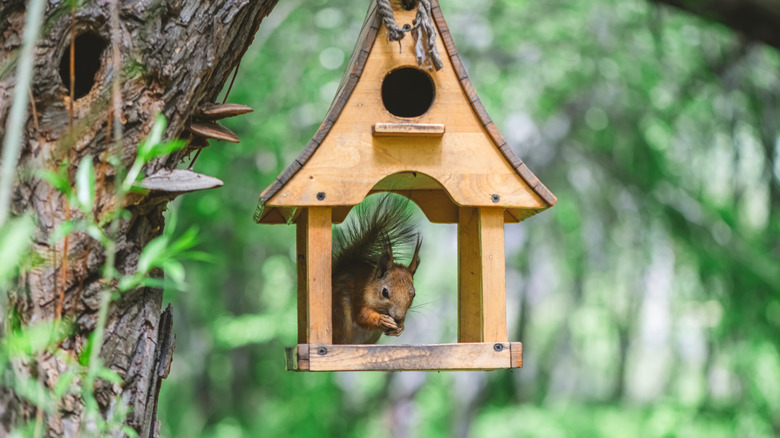 Birdfeeder'dan sincap yemek