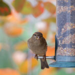 Asla bu ağaç dalına bir kuş besleyicisi asmayın (ve bunun yerine nereye asın)