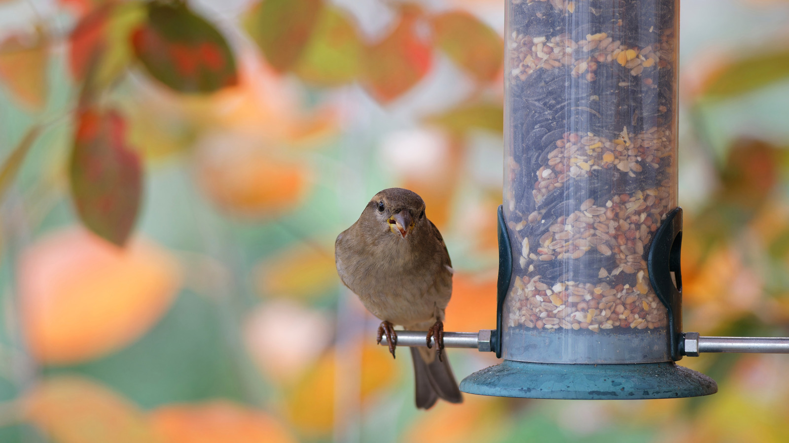 Asla bu ağaç dalına bir kuş besleyicisi asmayın (ve bunun yerine nereye asın)