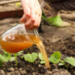 Mutfağınızdan brüt bir şey aslında en iyi gübreyi yapar