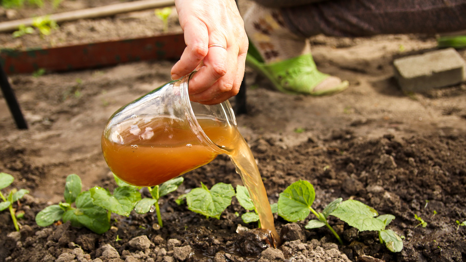 Mutfağınızdan brüt bir şey aslında en iyi gübreyi yapar