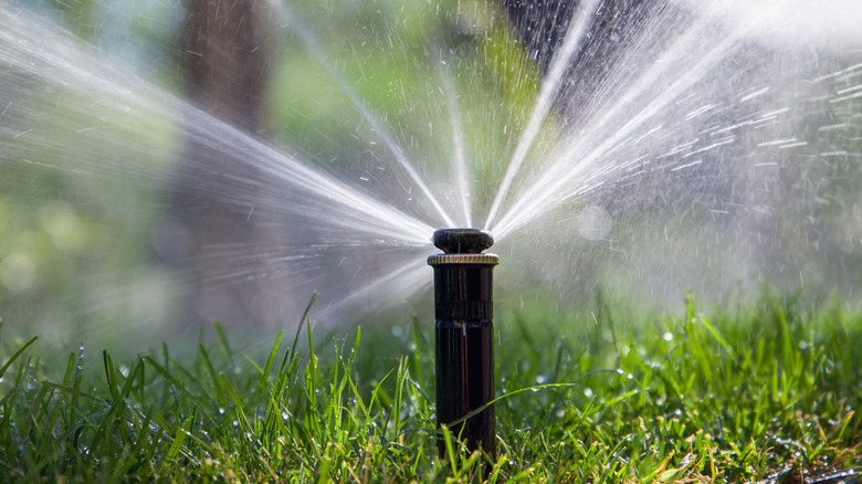 Bir bahçede bir sprinkler püskürtme