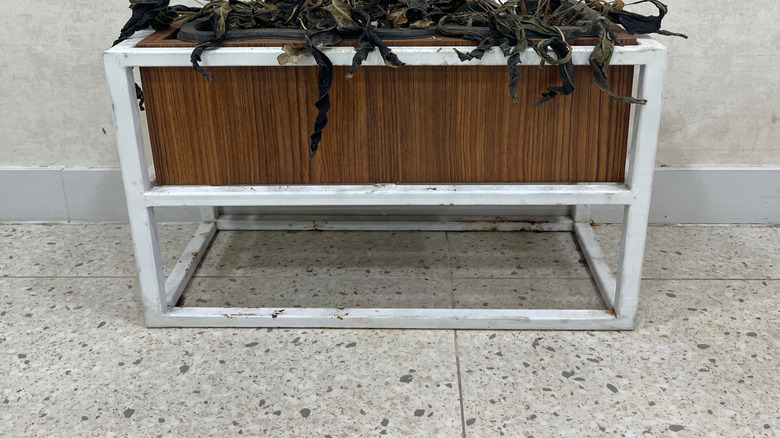 Bir ekicide ölü bir bitki