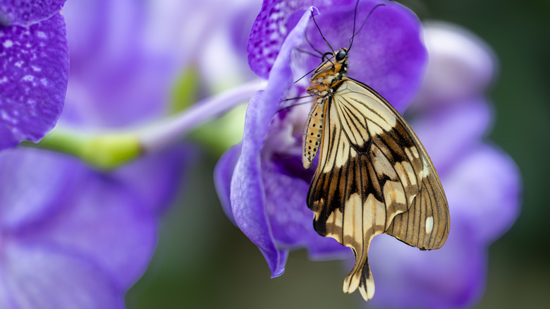 Bir çiçeğe dayanan bir kelebek