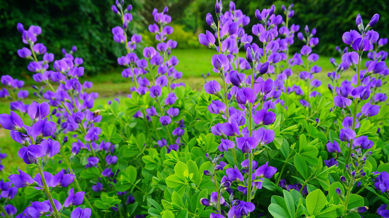 Bahçede çiçek açan sahte indigo bitkileri
