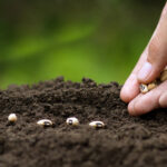 Sweet Spring Blooms için Eylül ayında tohumdan başlamanız gereken çarpıcı çiçek