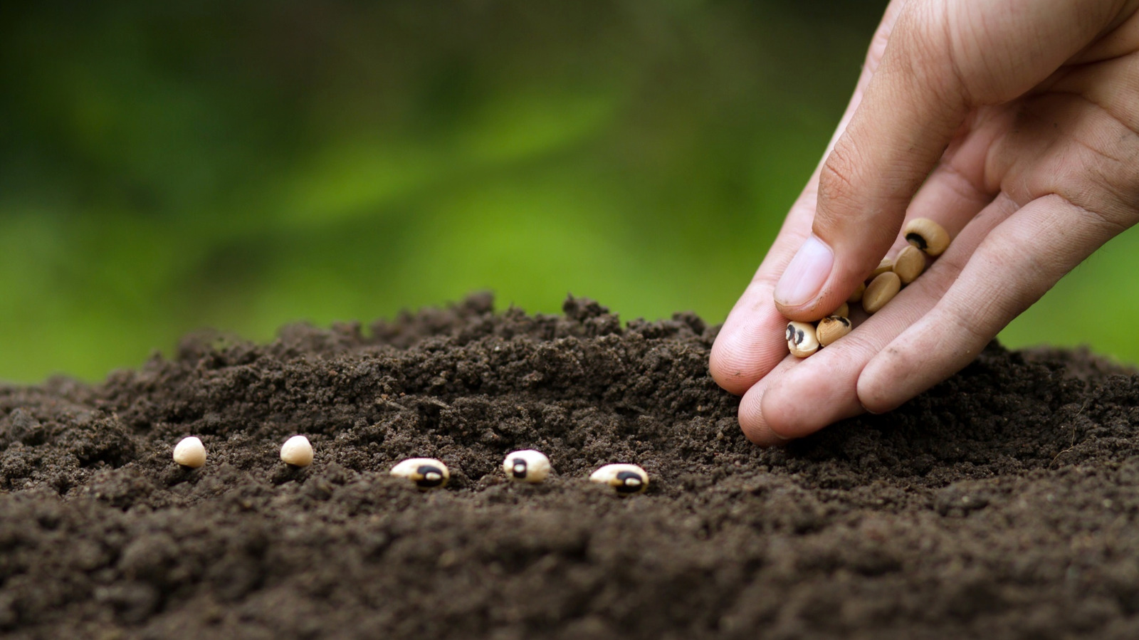 Sweet Spring Blooms için Eylül ayında tohumdan başlamanız gereken çarpıcı çiçek