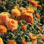 Gösterişli bir sonbahar bahçesi için bu 11 çok yıllık bitkiyi annenizle büyüt