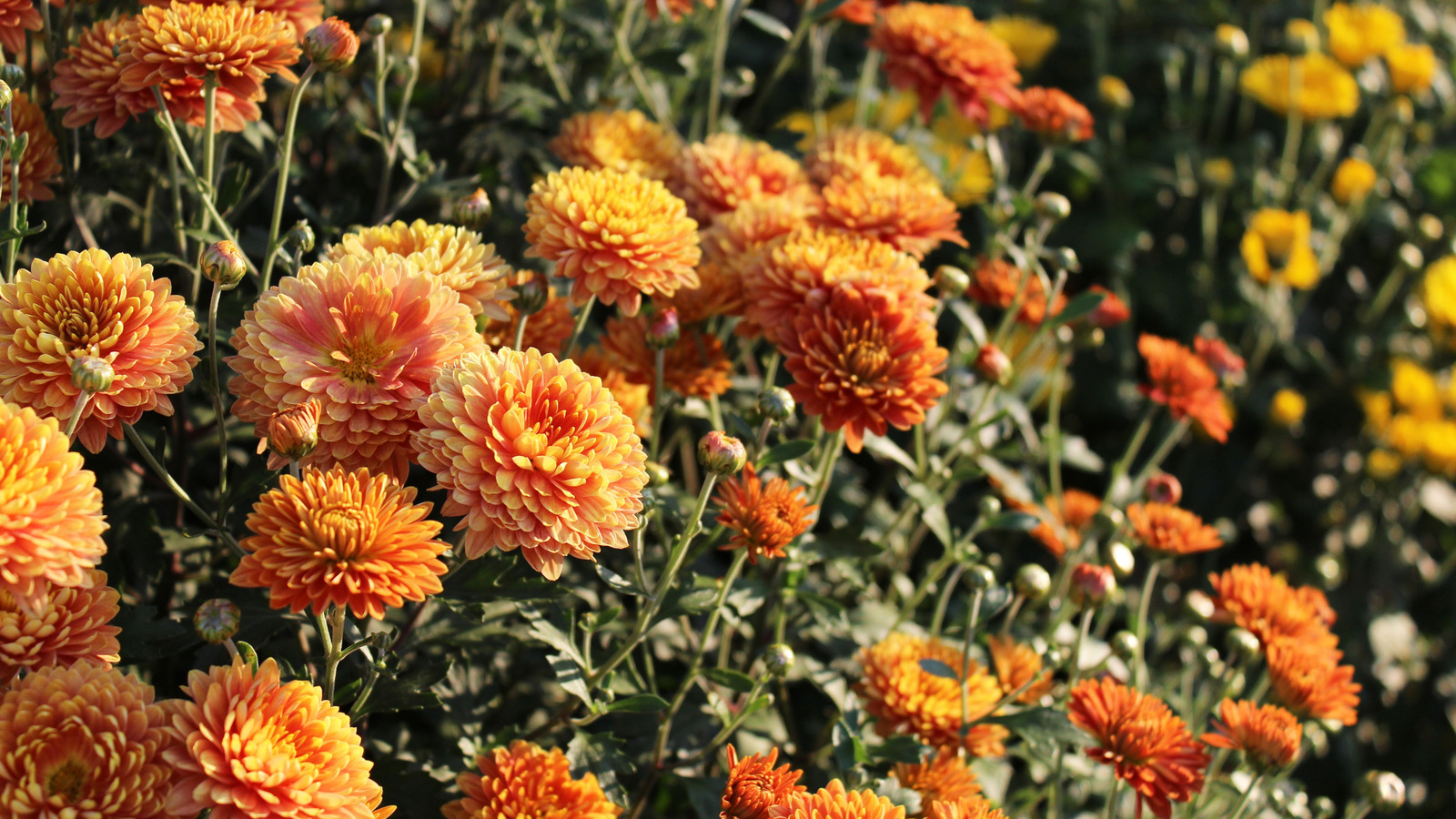 Gösterişli bir sonbahar bahçesi için bu 11 çok yıllık bitkiyi annenizle büyüt