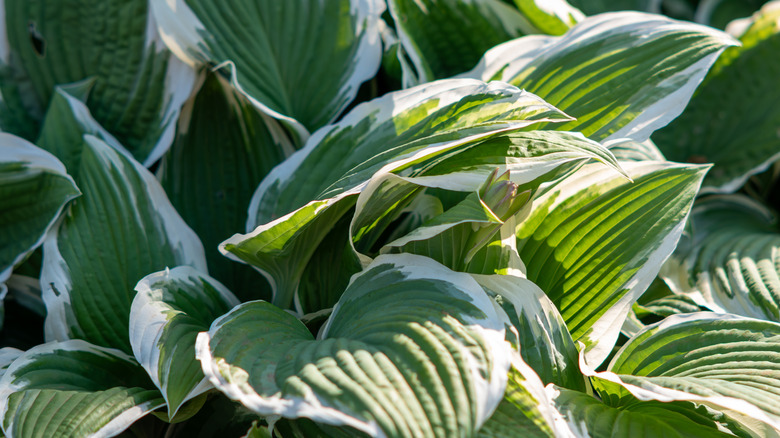Beyaz işaretli yeşil hosta