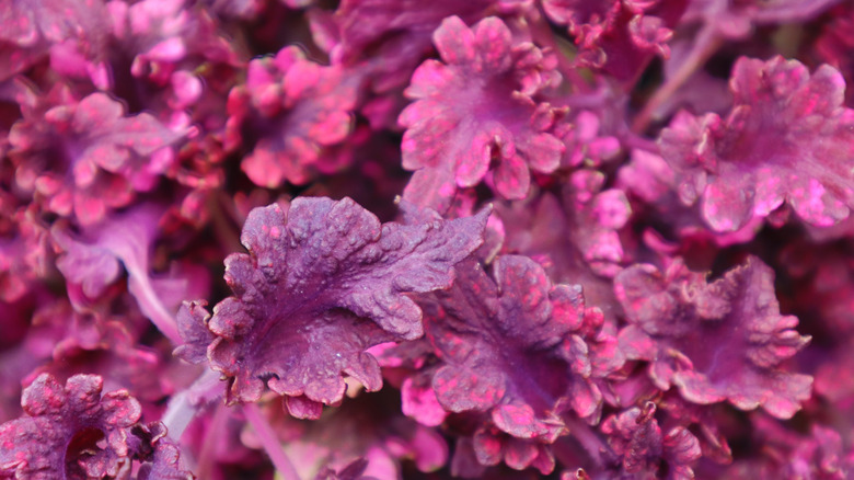 Koyu kırmızı ve mor mercan çanları