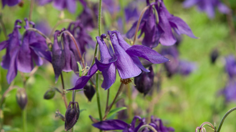 Mor Aquilegia Çiçekleri