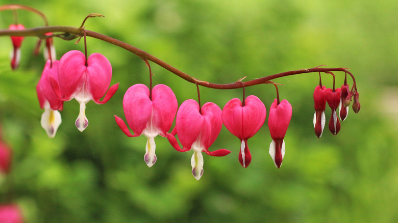 Çiçek açan pembe ve beyaz kanama kalpleri