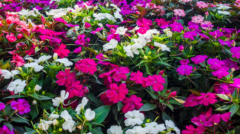 Beyaz pembe ve mor içinde blooing Impatiens yakın