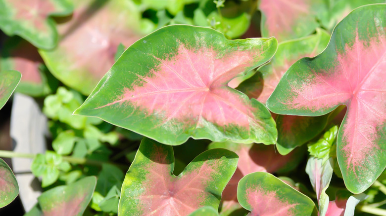 Yeşil sınırlı pembe kaladyumlar
