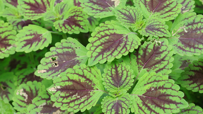 Yeşil ve kırmızı yapraklı Coleus