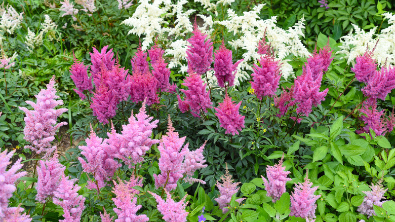 Astilbe pembeler ve beyaz çiçek açıyor