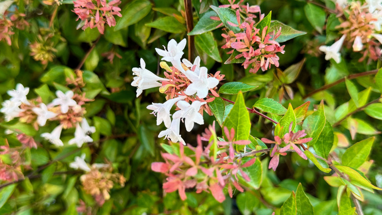 Beyaz çiçeklerle parlak abelia