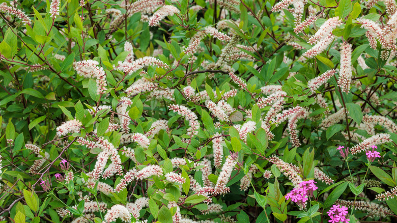 Itea Virginica Virginia Sweetspire, Beyaz Blooms ile