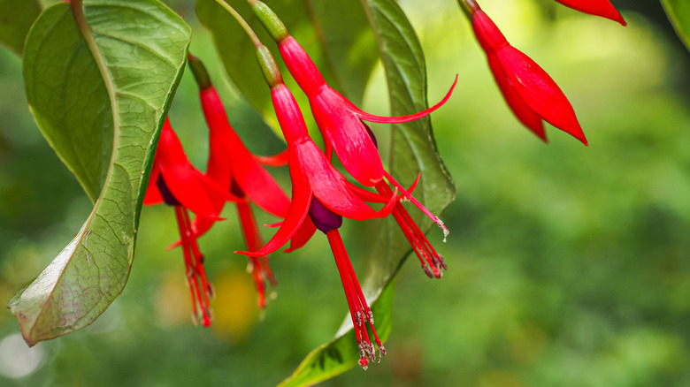 Fuşya çiçeklerinin yakınlaşması