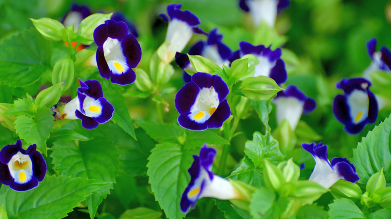 İki tonlu Wishbone Çiçeği Çiçek açan