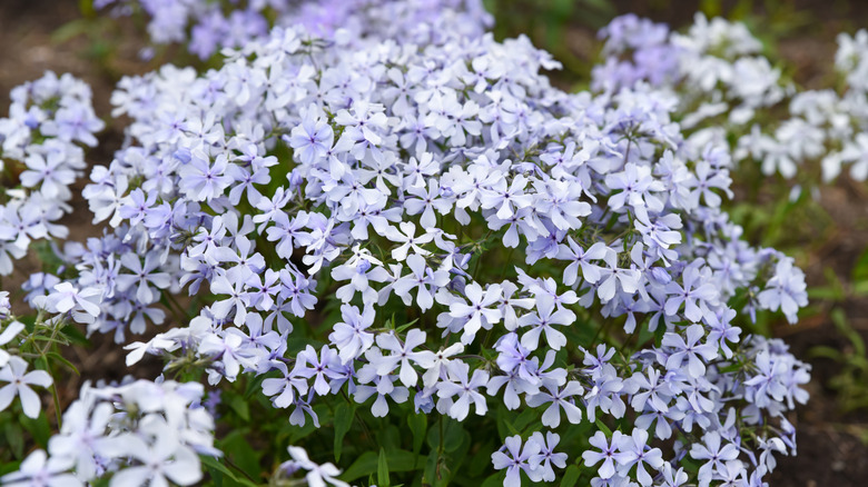 Phlox Divaricata Woodland Phlox ile Açık Mavi Çiçekler