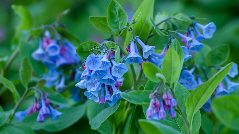 Virginia bluebells gölgede çiçek açıyor