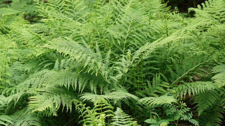 Yeşil yeşillik ile Lady Fern