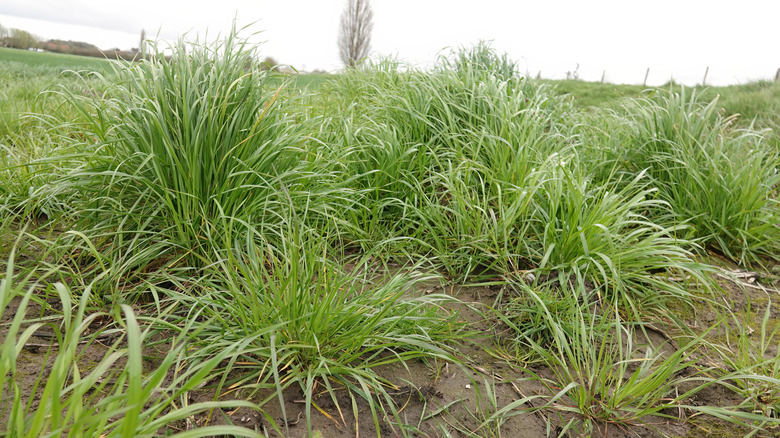 Uzun Fescue Grass, bulutlu bir günde kümelerde büyür.
