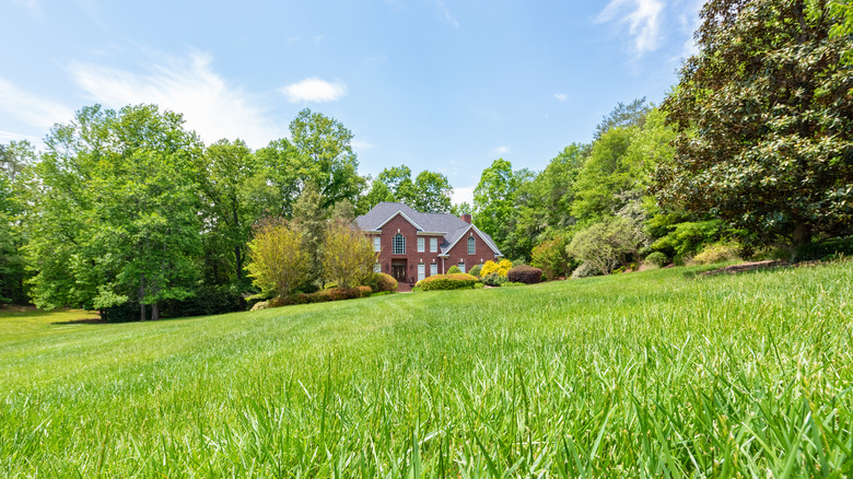 Uzun Fescue Grass, arka plan ağaç hattında büyük bir ev otururken bir ev mülkünün ön planında bolca büyür.