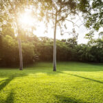 Çarpıcı bir çim alternatifi yapan sonbahar çim çeşidi