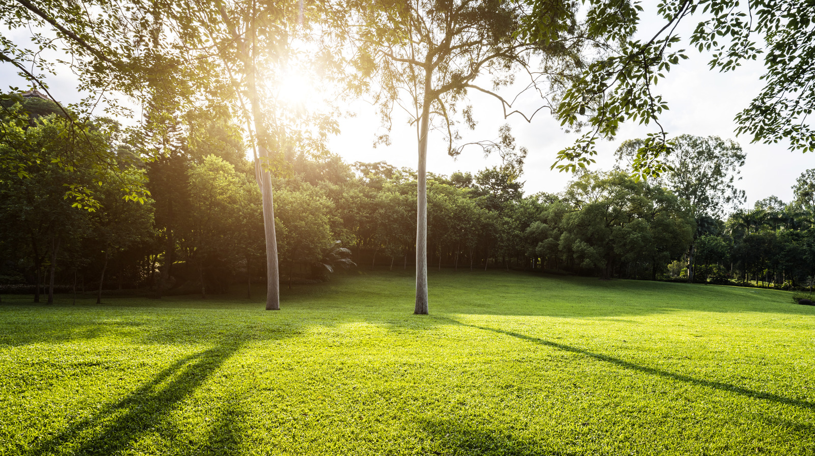 Çarpıcı bir çim alternatifi yapan sonbahar çim çeşidi