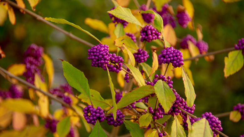 Beautyberry çalı sarı yapraklar ve mor meyvelerle büyür