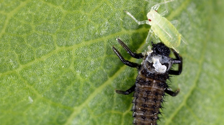 yaprak biti yiyen larvalar