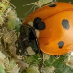 Aslında bahçenizde doğal bir haşere kontrolü olarak işlev görebilen 'haşere'