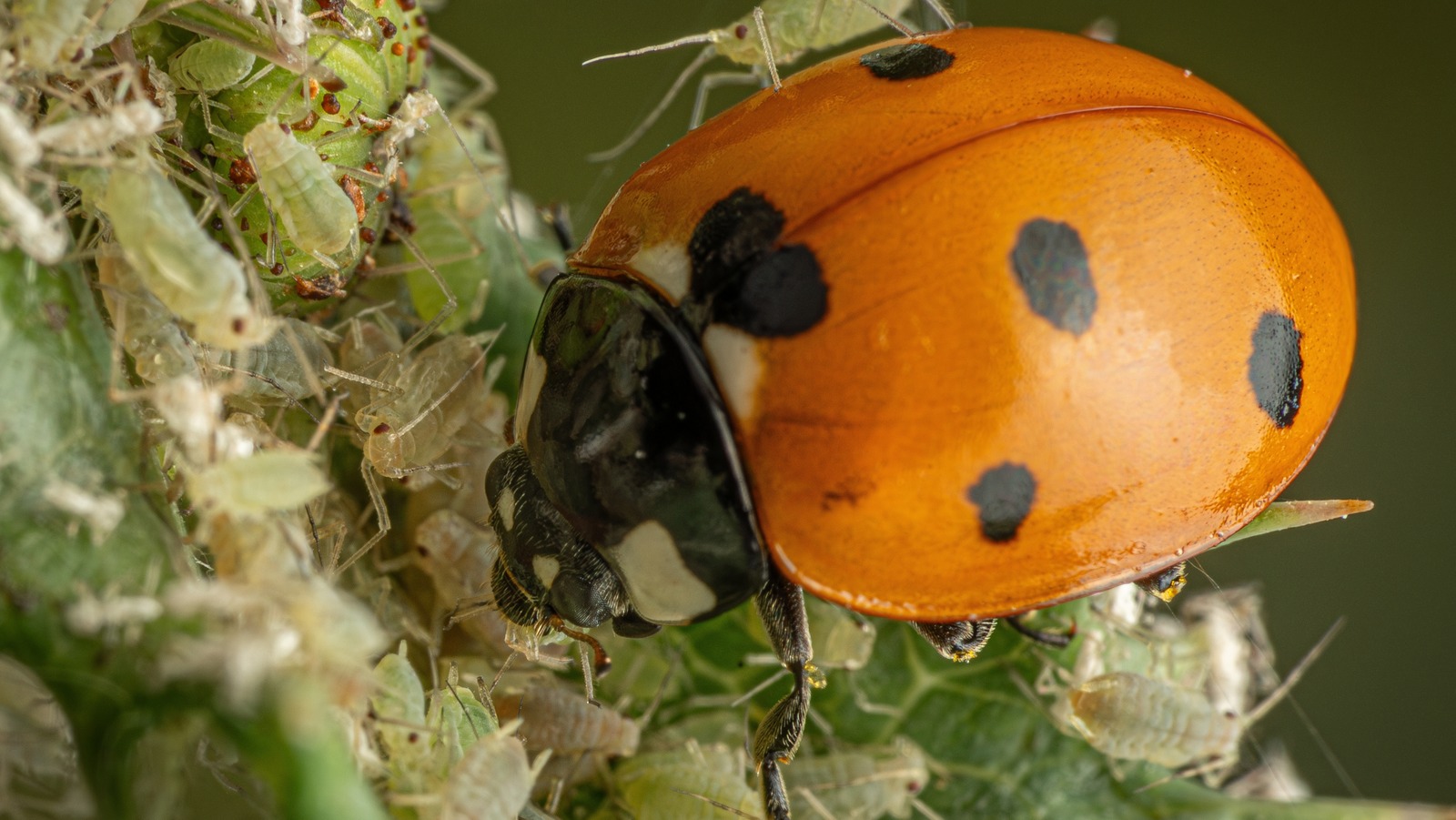 Aslında bahçenizde doğal bir haşere kontrolü olarak işlev görebilen 'haşere'