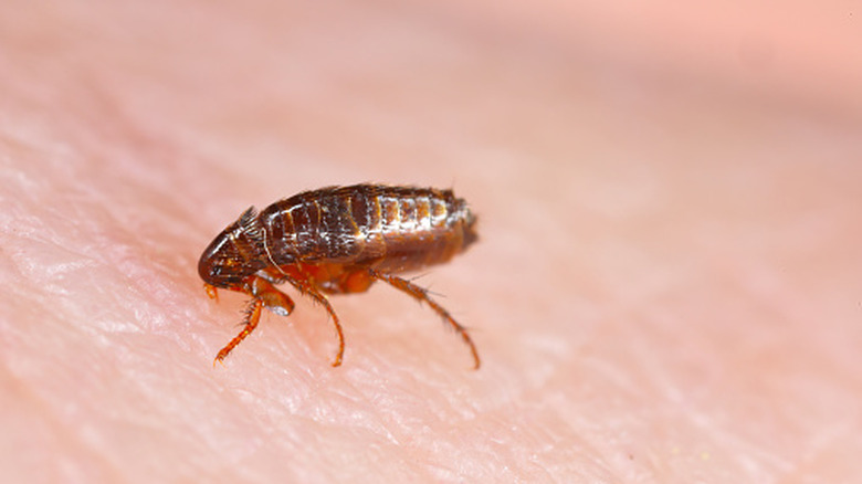 Pire insan derisine dayanır