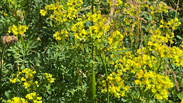 Sarı çiçeklerle büyüyen ortak rue