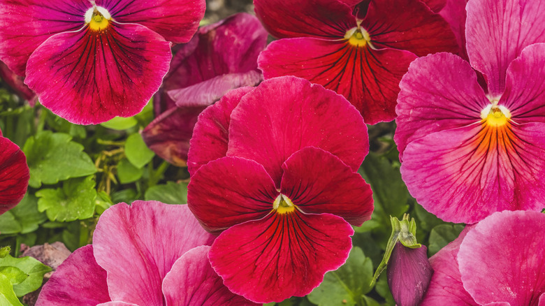 Arka planda yeşil yapraklı canlı koyu pembe pansalar