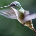 Bu renkli çiçeği diktiğinizde bahçenize sinek kuşlarını çekmek kolaydır