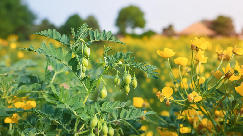 bir tarlada büyüyen nohut mahsulü