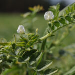 Toprağı zenginleştiren ve kuraklığa dayanıklı